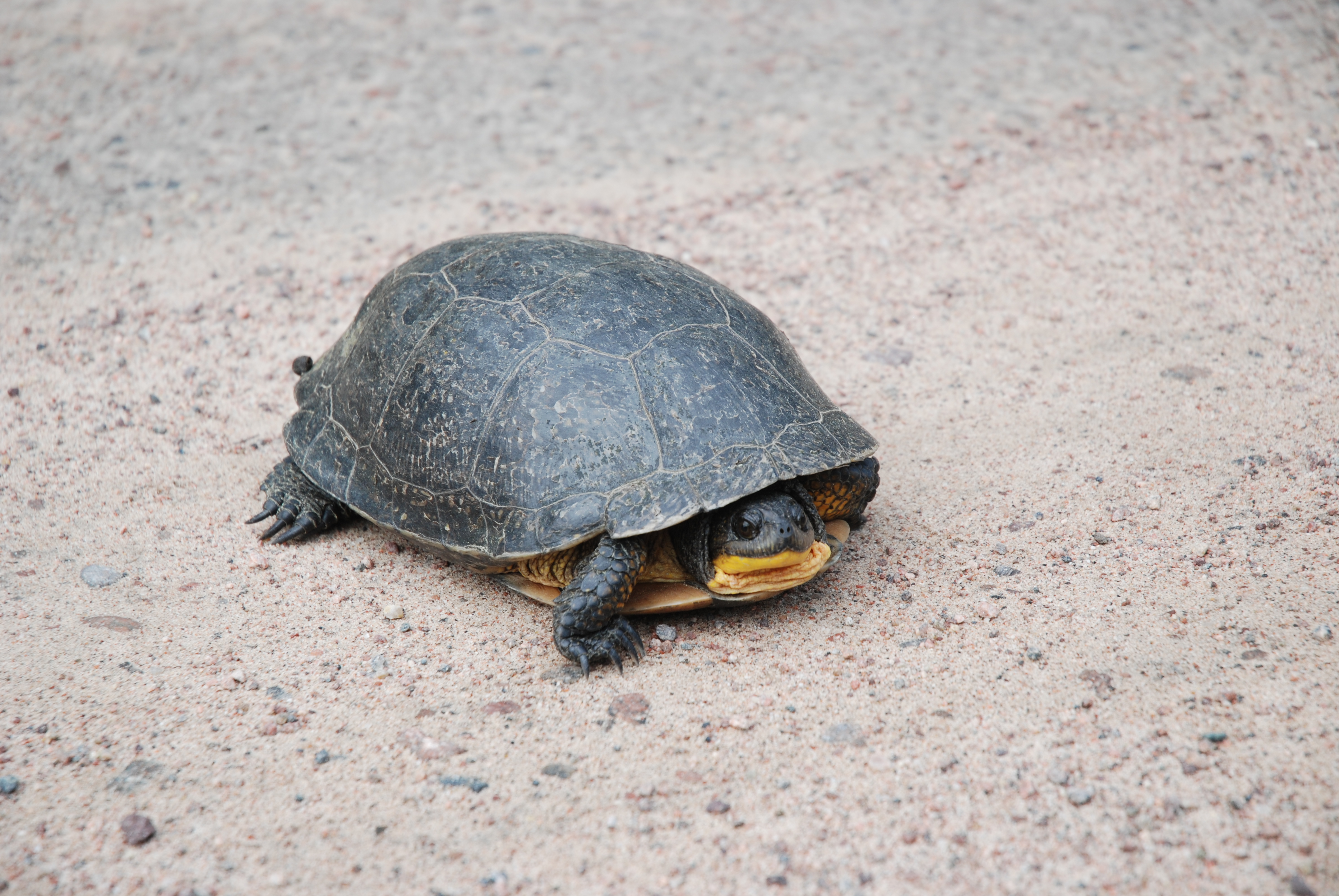 Bipedal Primate Sightings · iNaturalist