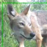 Greater Austin Texas Coyote Watch icon