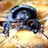 Rain Beetles (Pleocomidae) icon