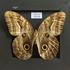 Lepidopteros de Mariquita-Tolima icon
