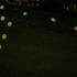 中国萤火虫（Fireflies of China） icon