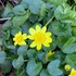 Fig buttercup in Wake County icon