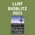 Linda Loring Nature Foundation BioBlitz 2021 icon