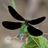 Ohio Dragonfly Survey  (Ohio Odonata Survey) icon