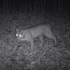 Bobcat Sightings in Westchester (NY) and Fairfield (CT) counties: 2016 - 2021 icon