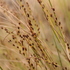 Sedges of Mozambique icon