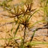 Sedges of Namibia icon