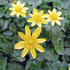 Fig Buttercup in the Triangle Region icon